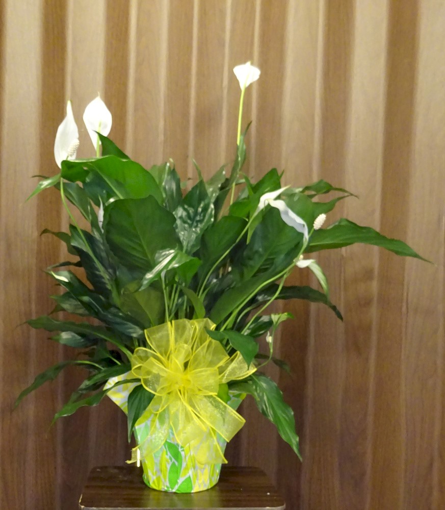 Flowers from Harmony Presbyterian Church