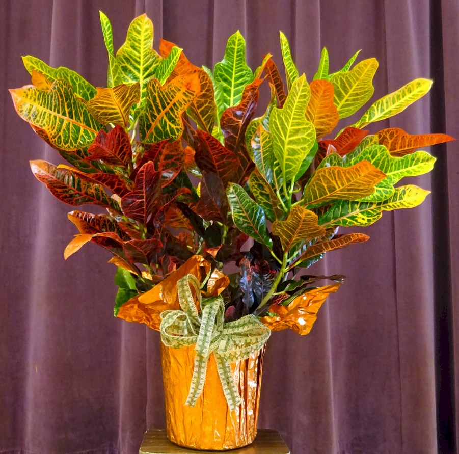 Flowers from Discount Fuel, Kadoka Oil - Mark and Tammy Carlson and Family