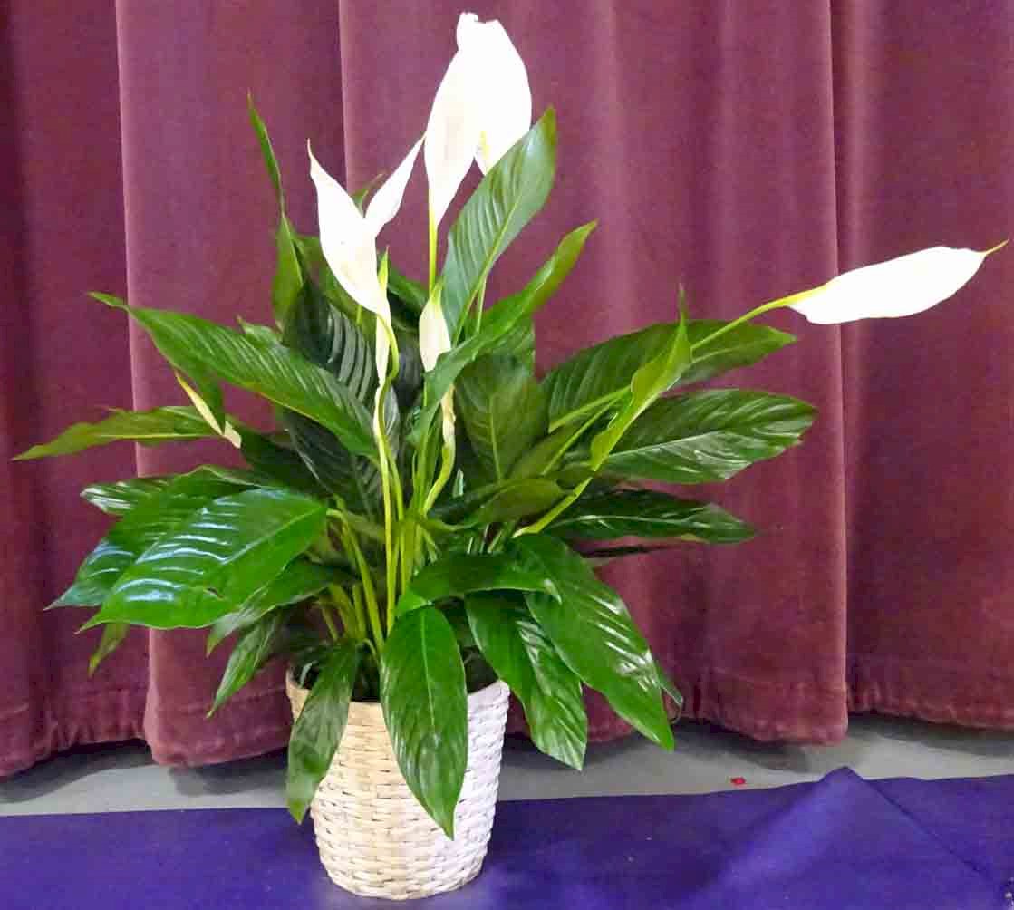 Flowers from The Brad Jorgensen Family