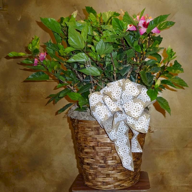 Flowers from Roger and Lissa Turbek