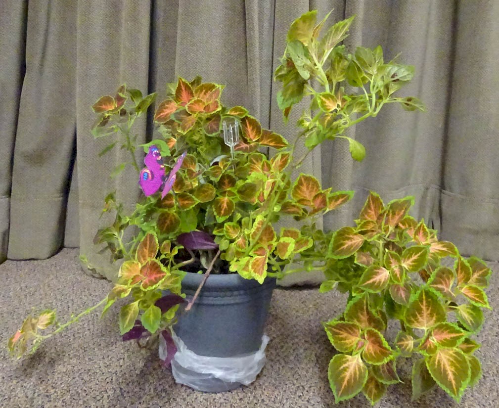 Flowers from Shar and Mike Moses