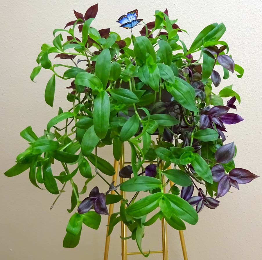 Flowers from The Moses Families