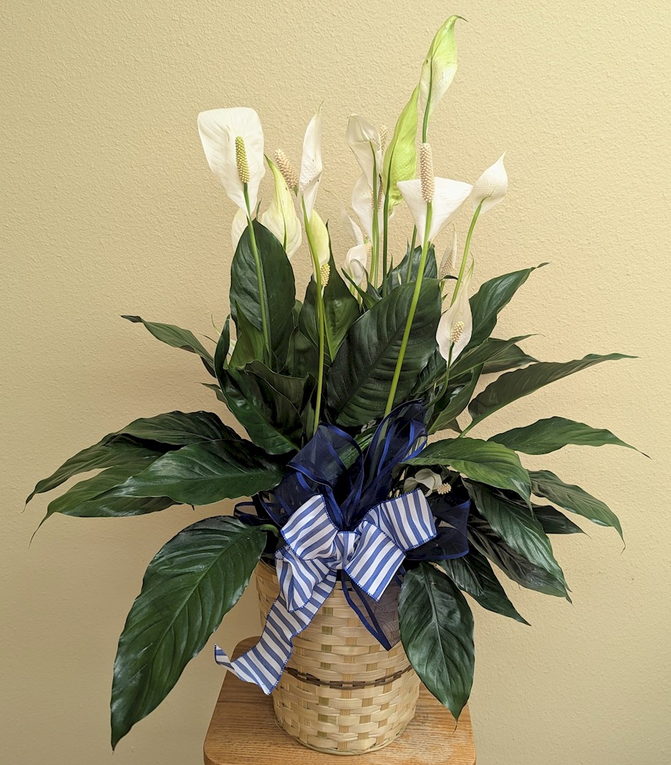 Flowers from Your Coworkers at B.H. Orthopedic and Spine - Patient Access and Tech Departments