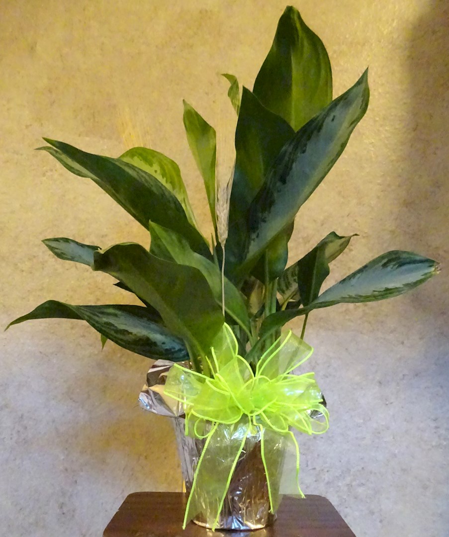 Flowers from Scheels in Rapid City
