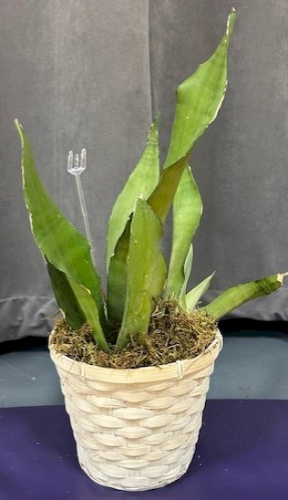 Flowers from Discount Fuel, Kadoka Oil - Mark and Tammy Carlson and Family