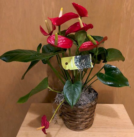 Flowers from Bonnie and Charlotte