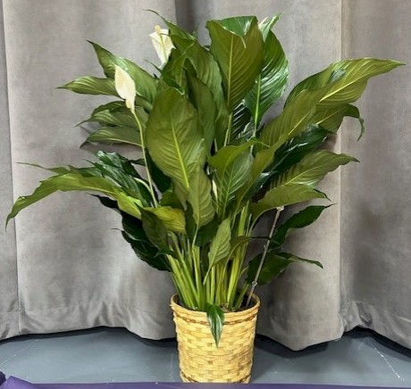 Flowers from Kadoka Elementary Teachers