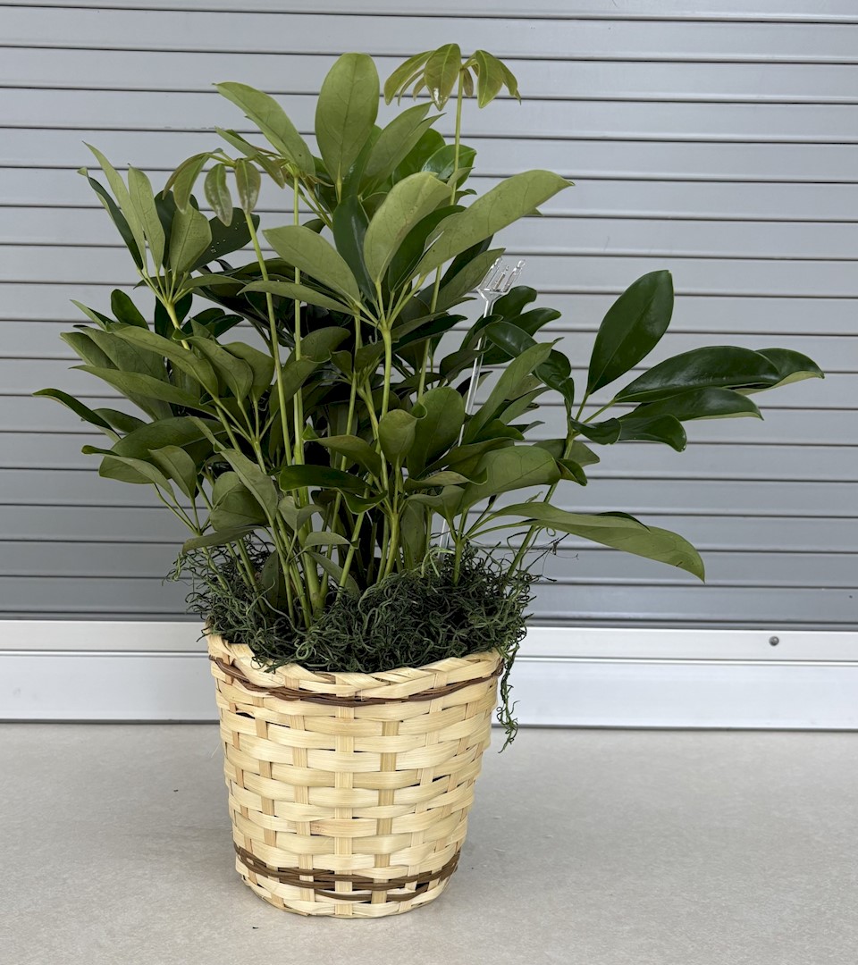 Flowers from Your KNH Family, Residents, Staff, and Board of Directors