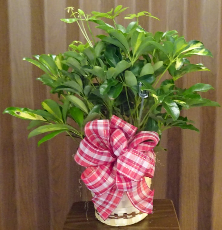 Flowers from Jeannie Garr & Family and Briana & Family