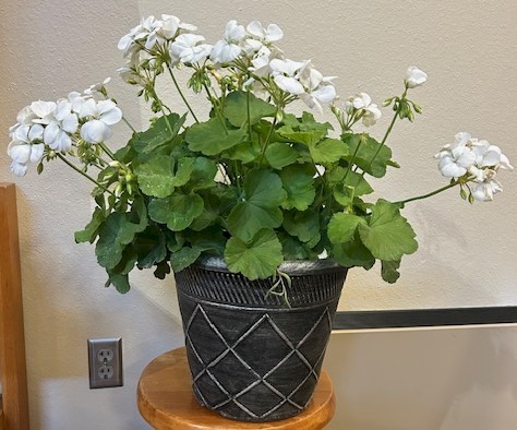 Flowers from Class of '75