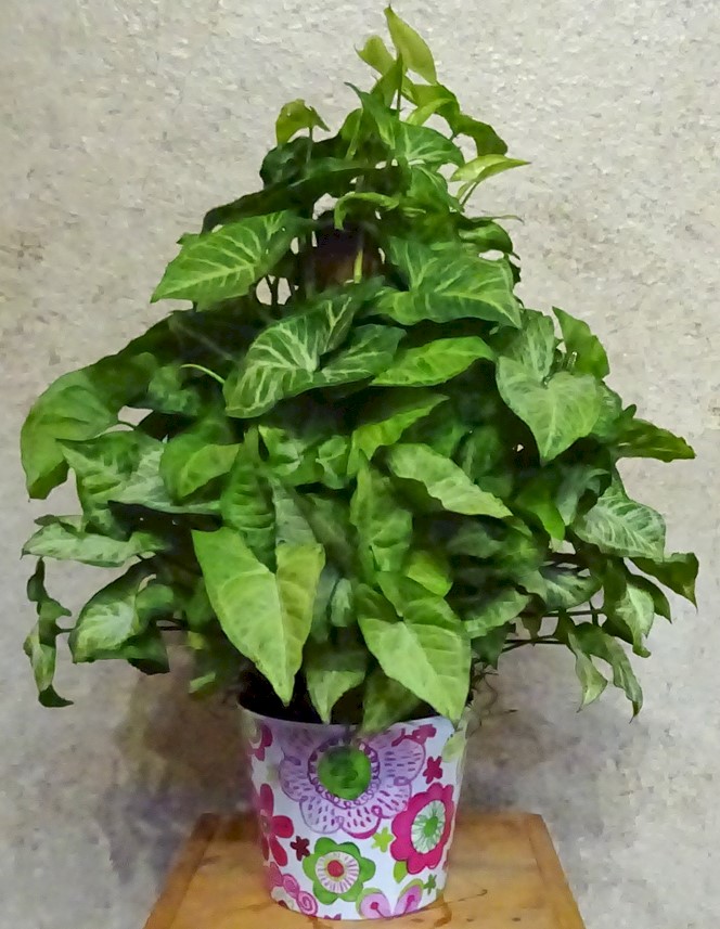 Flowers from Short Construction