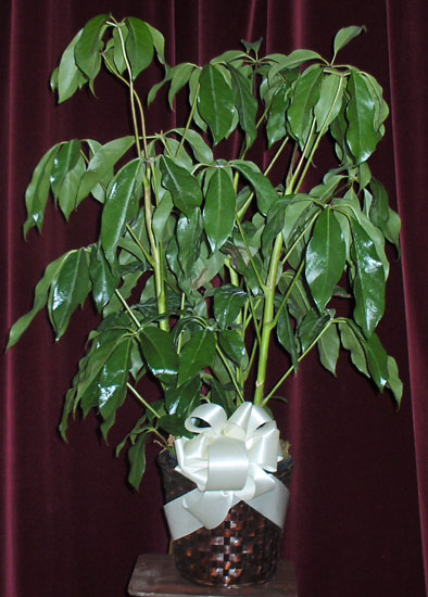 Flowers from Randy, Rita, Ronnie, Ronda, Ramona,  Reba and Families