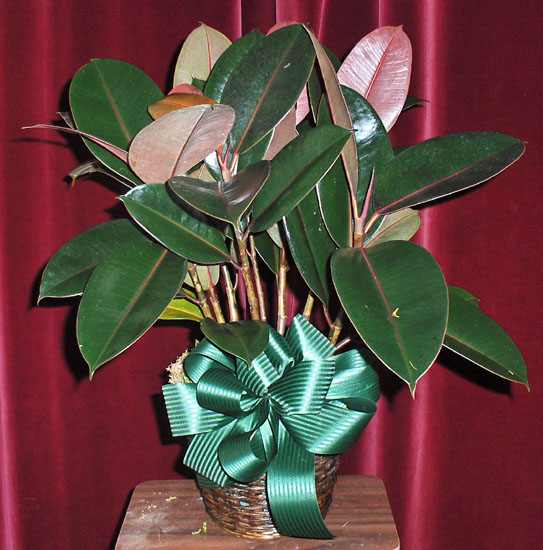 Flowers from Mona & Steve Mitzel