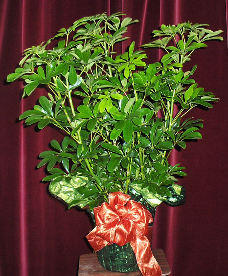 Flowers from Bob, Julia, and Jim Titus