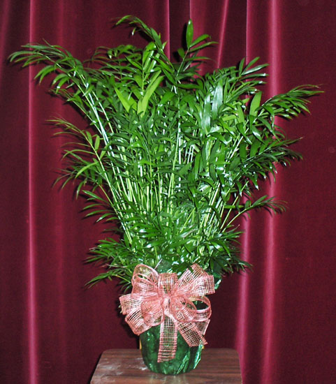 Flowers from Glenn & Rita O'Connell