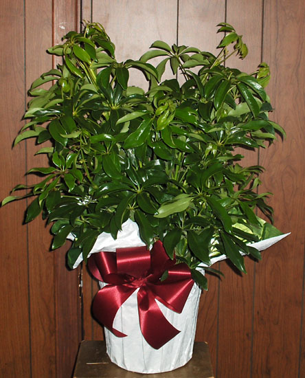 Flowers from Stulken, Petersen, Lingle, Walti, LLP & Staff