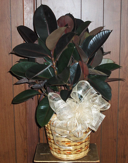 Flowers from Irwin & Patsy Ferguson, Jared & Cheryl Hook and Family