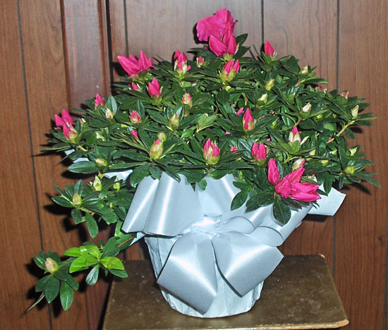 Flowers from Kingsbury Family - Anna Ruth, Mary, Ray, Bess, and Jim