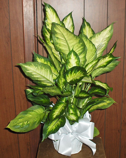 Flowers from Donna Enders - Farmers Union Insurance