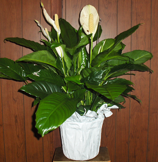 Flowers from Sandy Olson and Doris Sherburne
