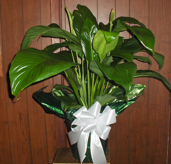 Flowers from Debbie, Don and Families, Mike & Holly and Families, Ron and Cindy, Johnita and Phil