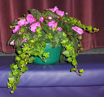 Flowers from Alice Munger and Family