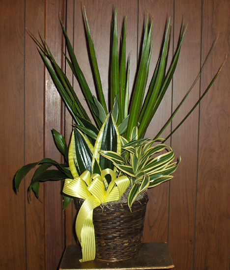 Flowers from Kevin, Marie, Amy, Ryan & Kayla