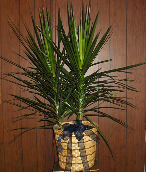 Flowers from Heath, Brandee, Chauney & Blaine Hauptman