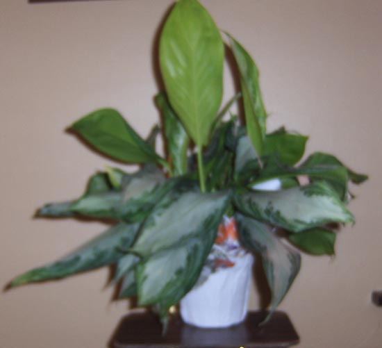 Flowers from Bruce & Lila Whidby, Paul & Gwen McConnell