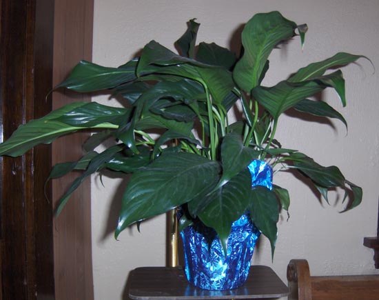 Flowers from J.L. Ernestine