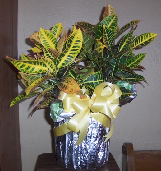 Flowers from Grandma and Grandpa