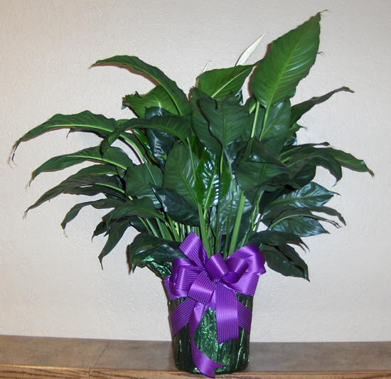 Flowers from Nielsen Dental Office