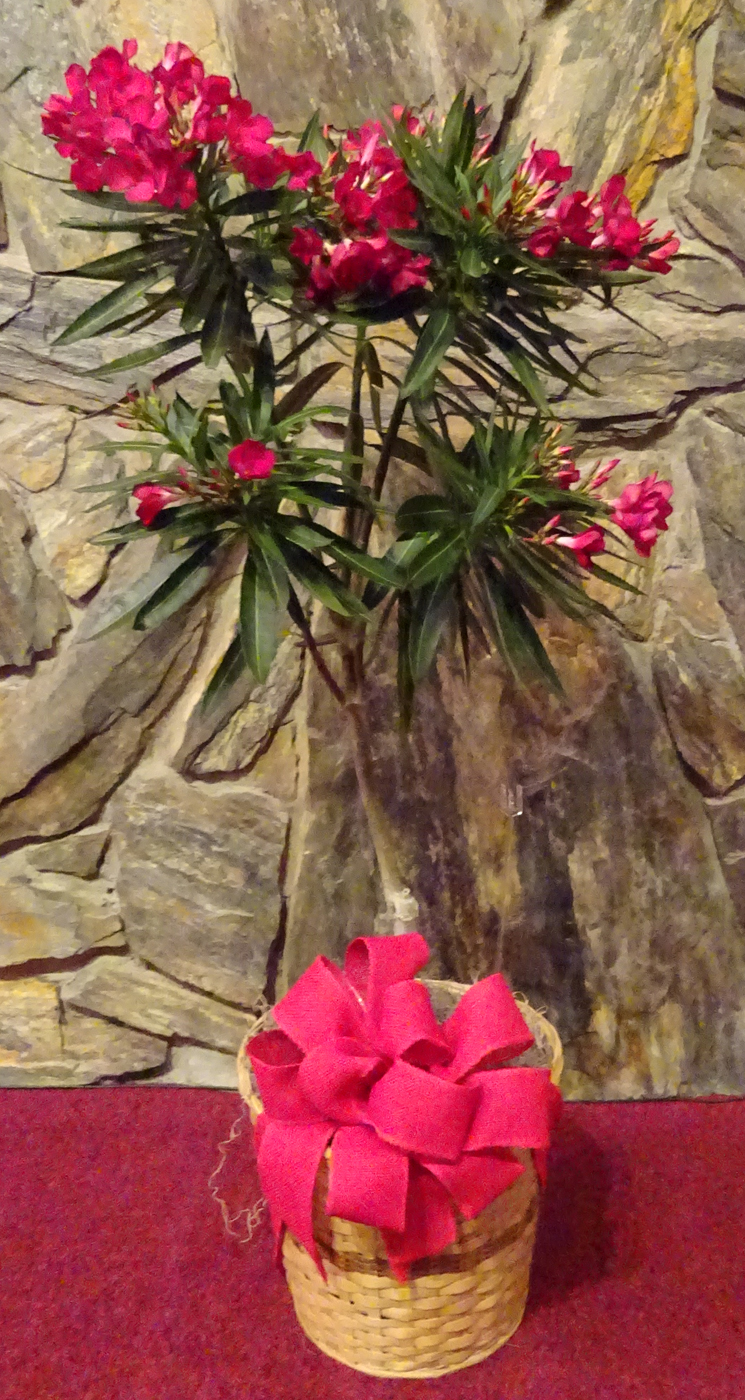 Flowers from The Parquet Families