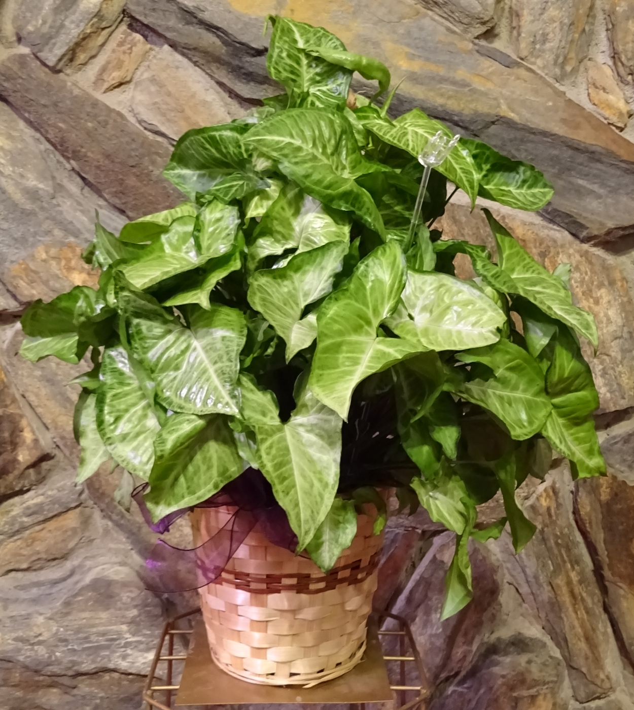 Flowers from Cathie Handcock and Family