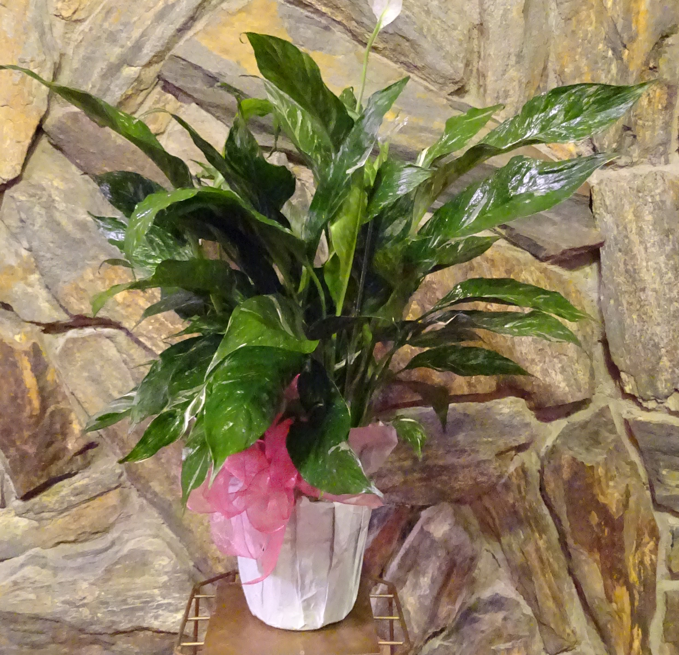 Flowers from Kadoka Oil and Discount Fuel - Mark & Tammy Carlson and Family