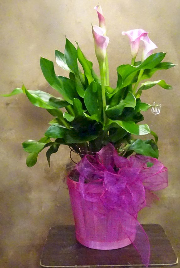 Flowers from Jim Bob and Kayla Eymer