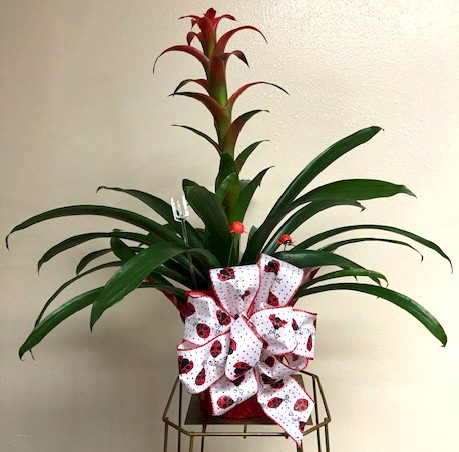 Flowers from Dan and Cindy (Barrie) Hauk