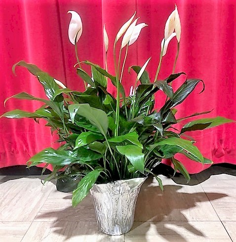 Flowers from Pastor Randy and Tami