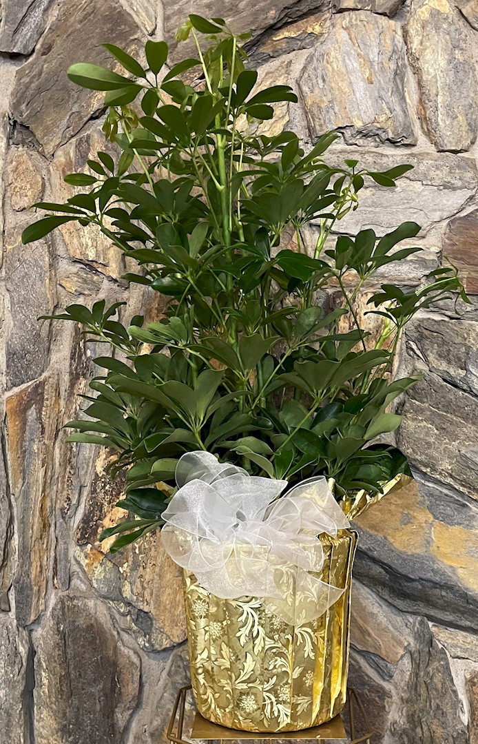 Flowers from Rhonda, Joel, Audra, Bobbi, and Hattie