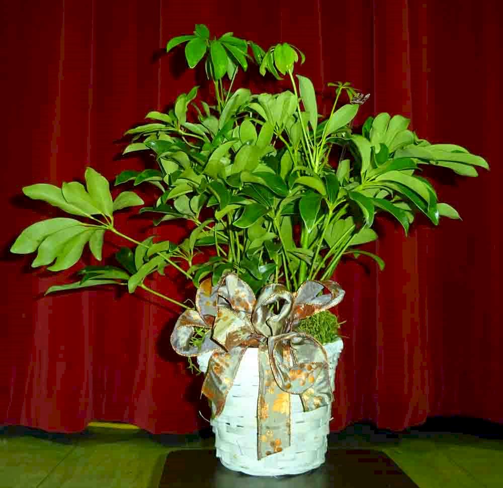 Flowers from Kadoka Area School District
Board, Administration, and Staff