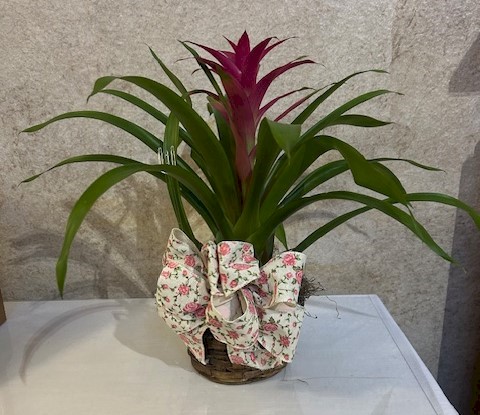 Flowers from City of Wall