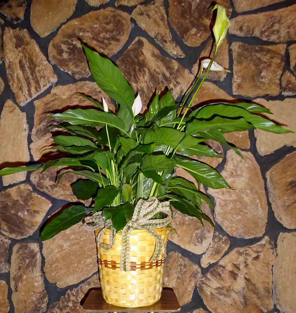 Flowers from Scott and Lisa Hertel and Family