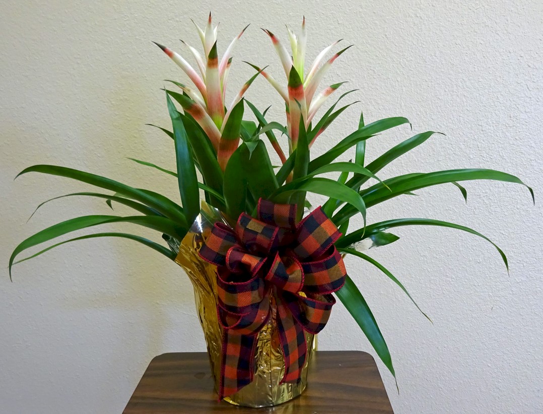Flowers from Jim and Mary Baver