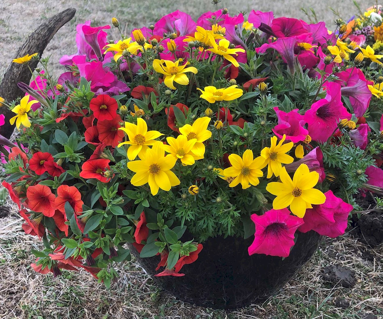 Flowers from Jolly Lane Greenhouse