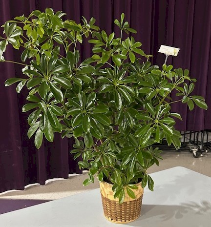 Flowers from Grouse Hunting Party