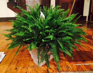Flowers from Tom and Marcia Authier