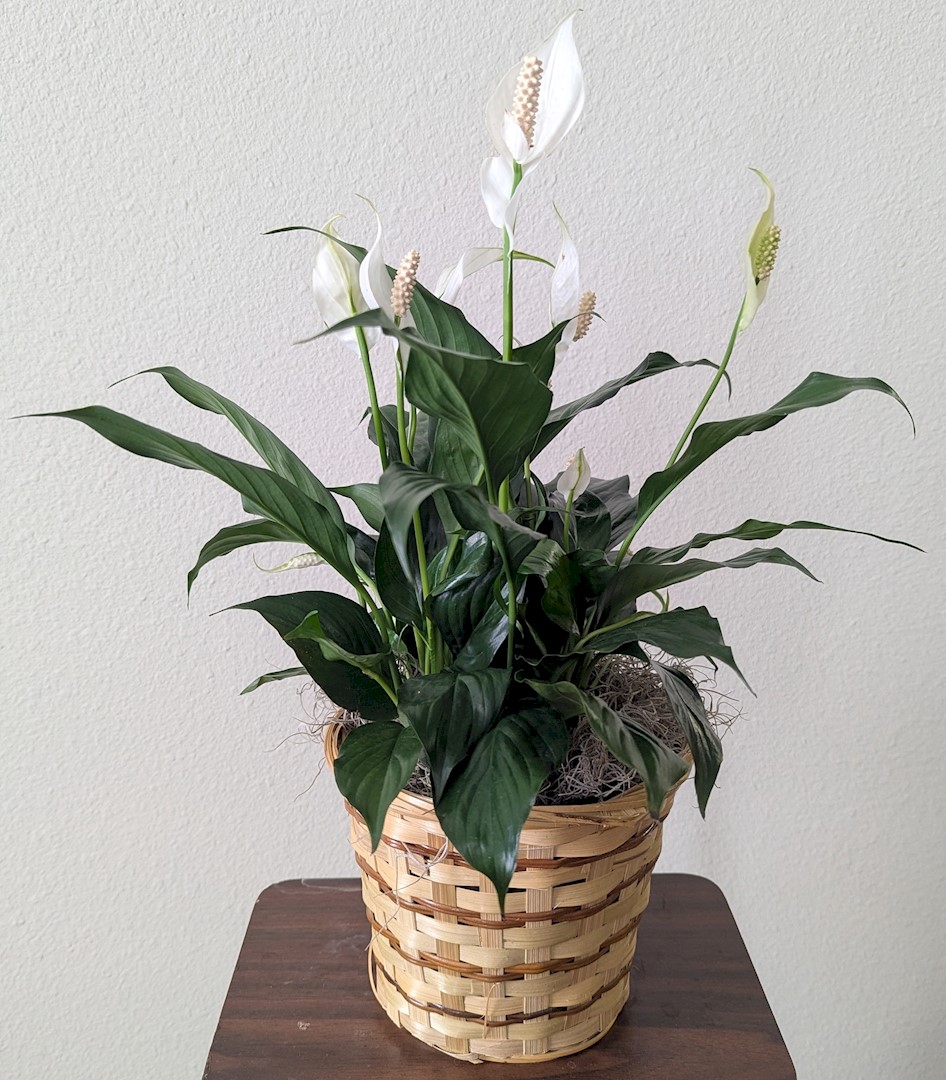 Flowers from Family