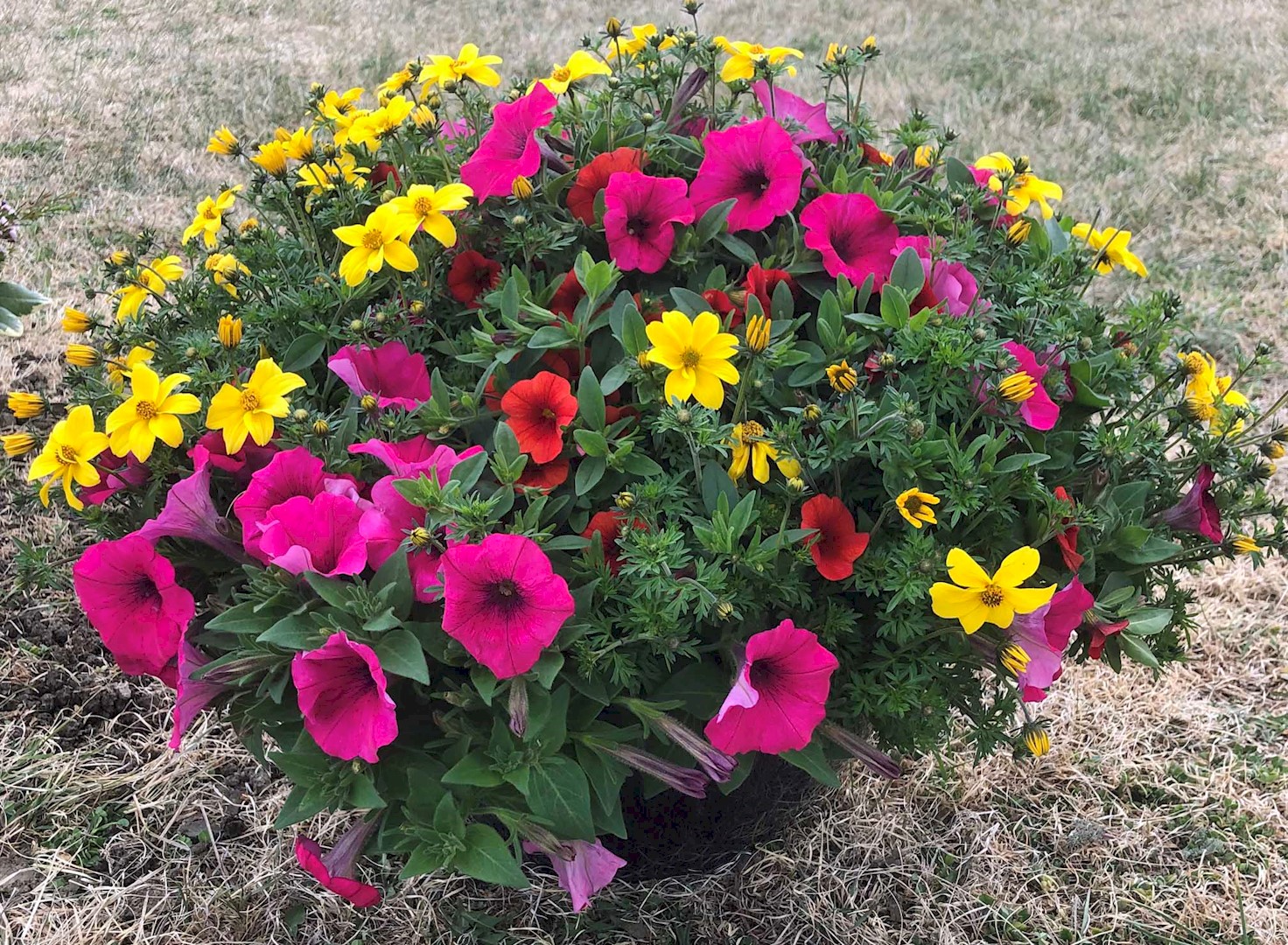 Flowers from Jolly Lane Greenhouse