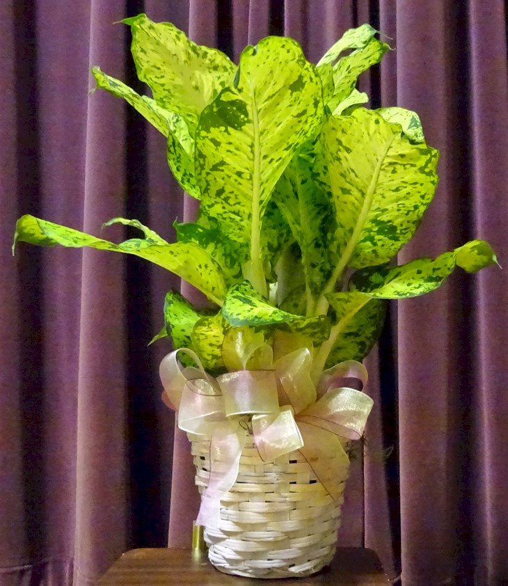 Flowers from Mark and Tammy Carlson and family, Kadoka Oil, Discount Fuel, and Employees
