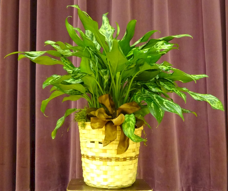Flowers from Cathie Handcock and Family